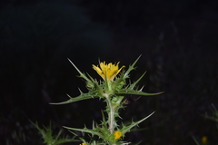 Scolymus