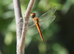 Pantala flavescens