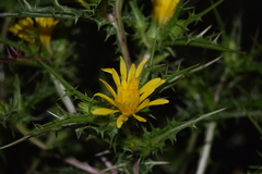 Scolymus