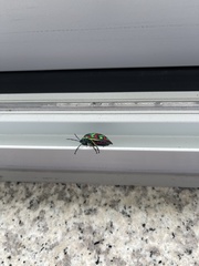 Poecilocoris splendidulus