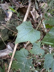 Trichosanthes subvelutina