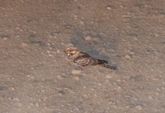 Caprimulgus ruficollis