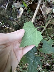 Trichosanthes subvelutina