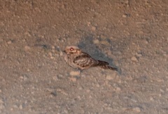 Caprimulgus ruficollis