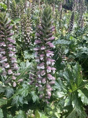 Acanthus mollis
