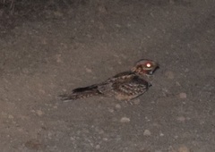 Caprimulgus ruficollis