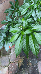 Tabernaemontana divaricata