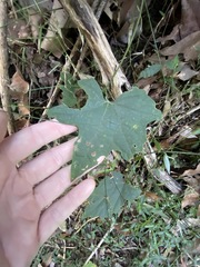 Trichosanthes subvelutina