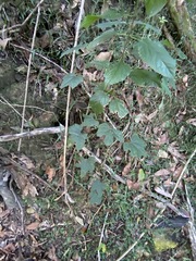 Trichosanthes subvelutina