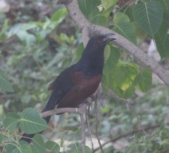 Centropus sinensis
