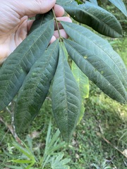 Dysoxylum rufum
