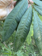 Dysoxylum rufum