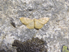 Idaea lutulentaria