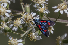 Cyanopepla pretiosa