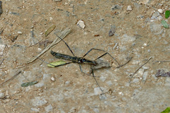 Neohirasea catbaensis
