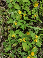 Lysimachia congestiflora