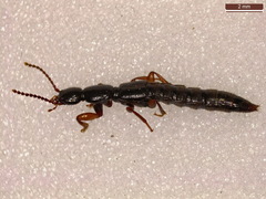 Lathrobium brunnipes