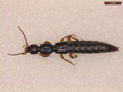 Lathrobium brunnipes