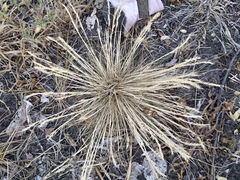 Festuca pseudovina