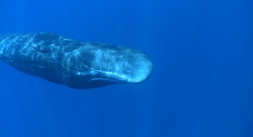 Sperm Whale