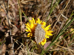 Libelloides coccajus