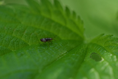 Insecta