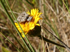 Libelloides coccajus