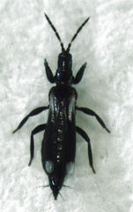 Desmidothrips walkerae