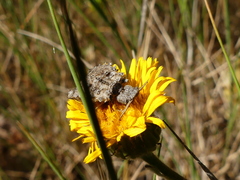 Libelloides coccajus