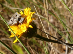 Libelloides coccajus