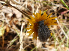 Libelloides coccajus