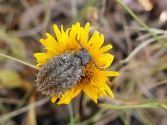 Libelloides coccajus