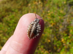 Libelloides coccajus