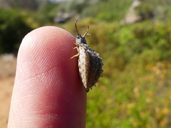 Libelloides coccajus