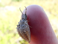 Libelloides coccajus