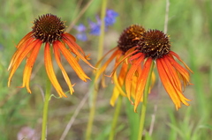 Echinacea paradoxa paradoxa