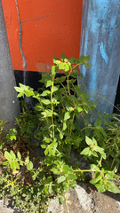 Euphorbia hirta