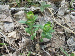 Euphorbia jenisseiensis