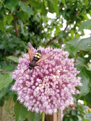 Megascolia maculata flavifrons