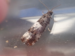 Notocelia trimaculana