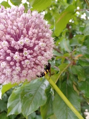 Megascolia maculata flavifrons