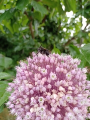 Megascolia maculata flavifrons