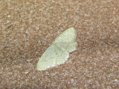 Idaea litigiosaria