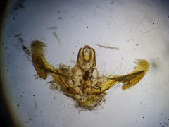 Notocelia trimaculana