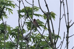 Carpodacus erythrinus