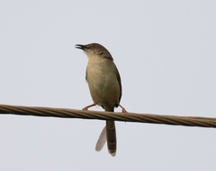 Prinia sylvatica
