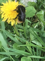 Bombus rupestris