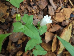 Calystegia hederacea