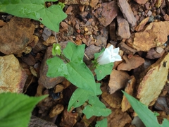 Calystegia hederacea