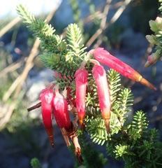 Erica monadelphia